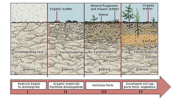 soil_formation